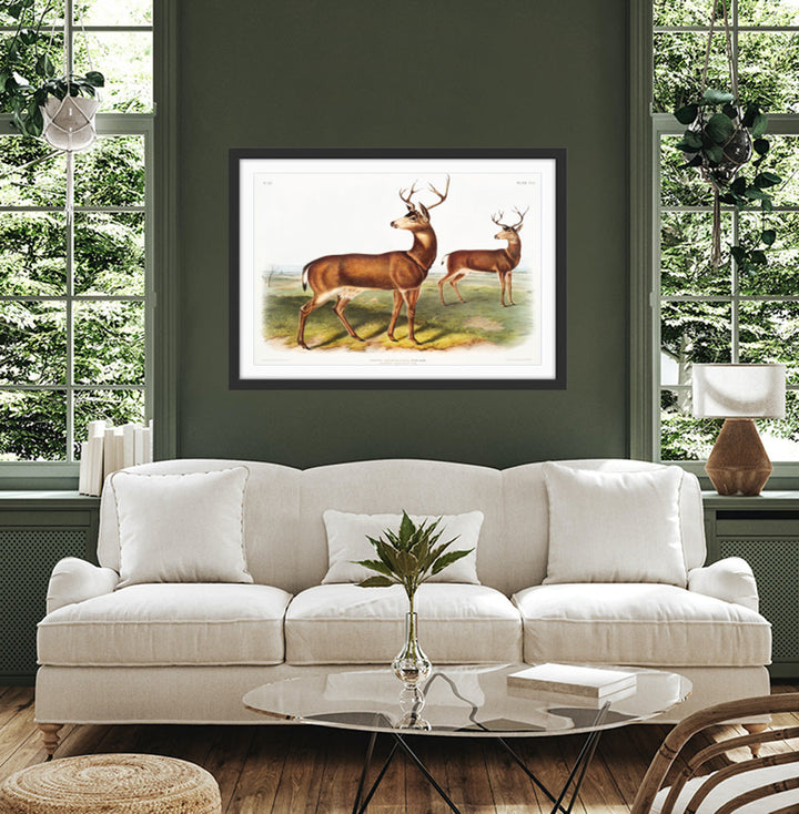 Columbian Black-tailed Deer by John Woodhouse Audubon - American Natural History Stretched Canvas or Art Print