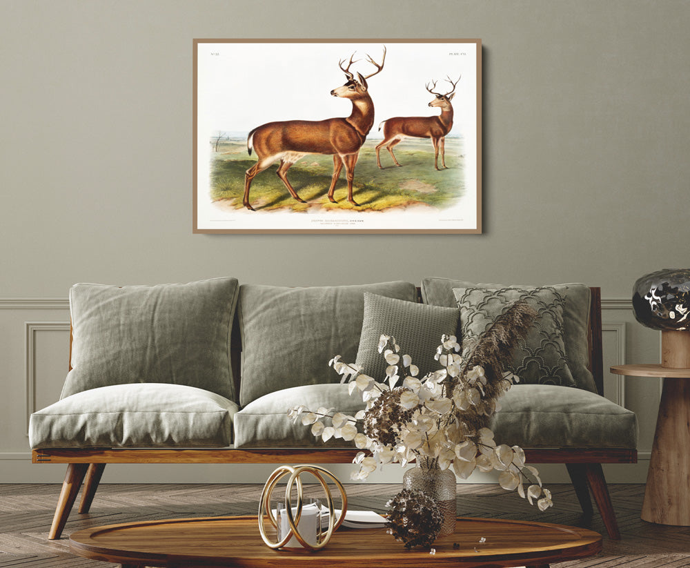 Columbian Black-tailed Deer by John Woodhouse Audubon - American Natural History Stretched Canvas or Art Print