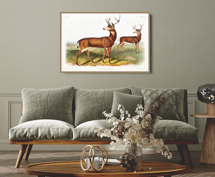Columbian Black-tailed Deer by John Woodhouse Audubon - American Natural History Stretched Canvas or Art Print