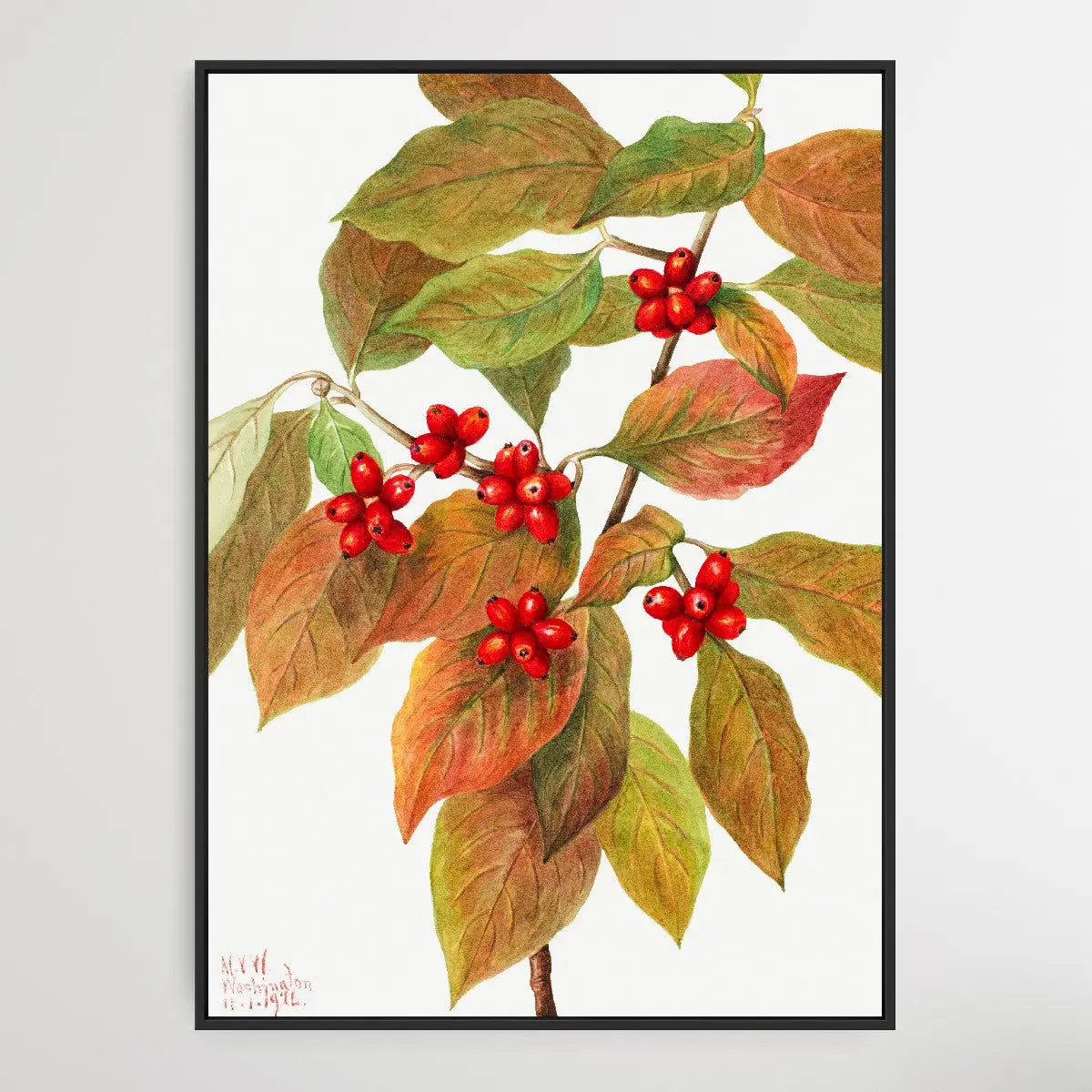 Cornus Florida (1919) by Mary Vaux Walcott - I Heart Wall Art