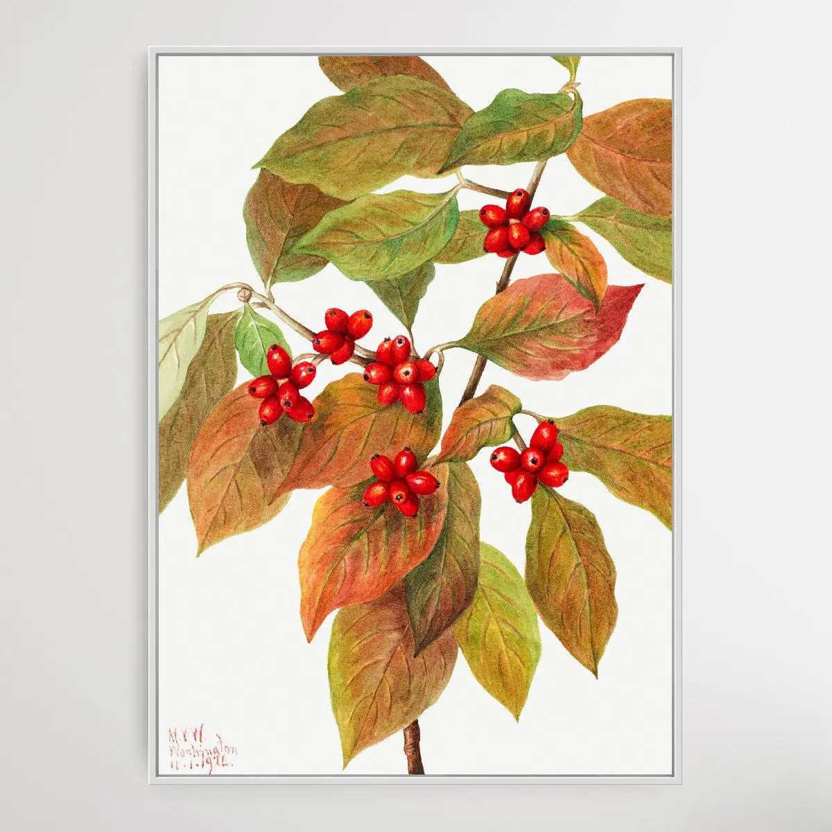 Cornus Florida (1919) by Mary Vaux Walcott - I Heart Wall Art