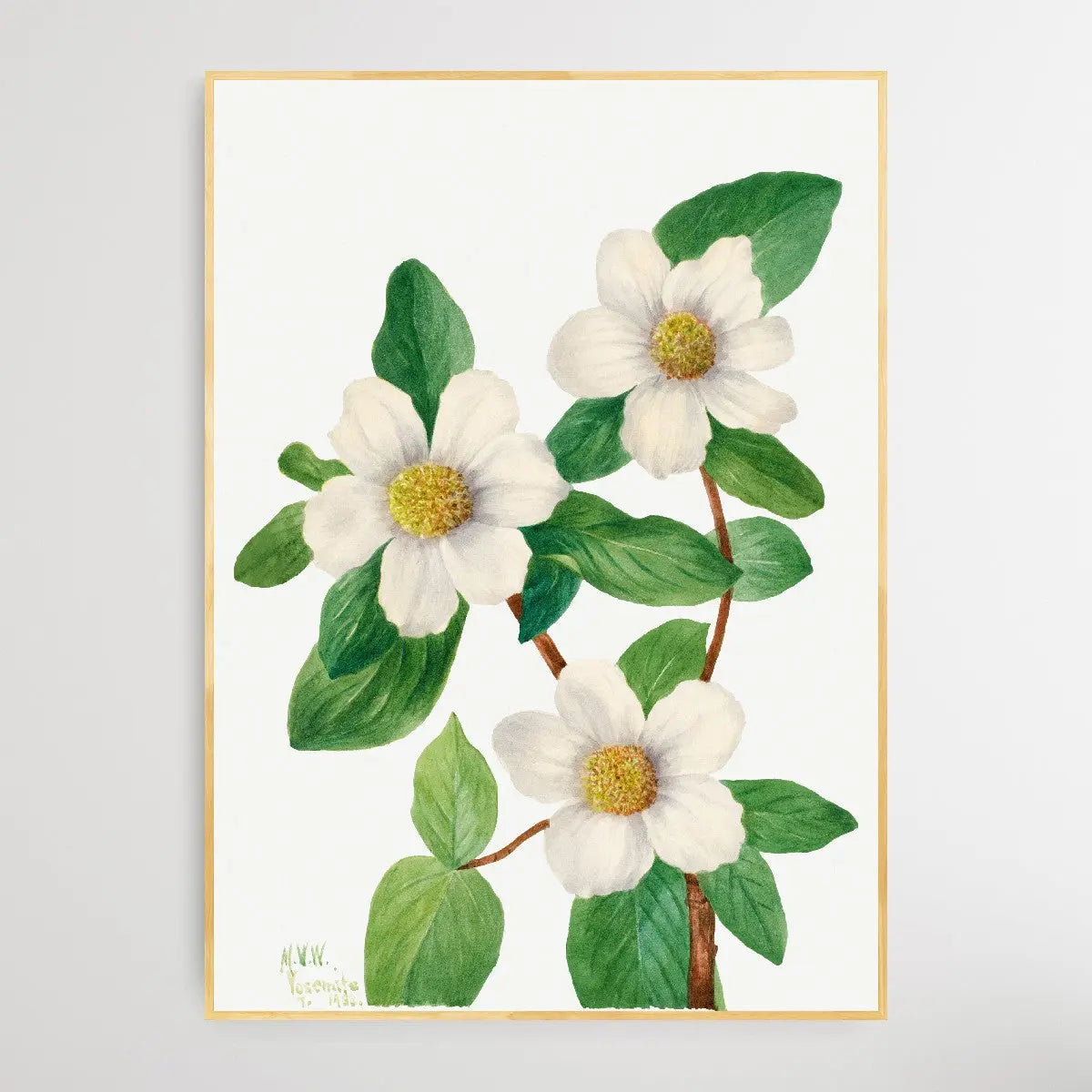 Cornus nuttallii (1933) by Mary Vaux Walcott I Heart Wall Art Australia 