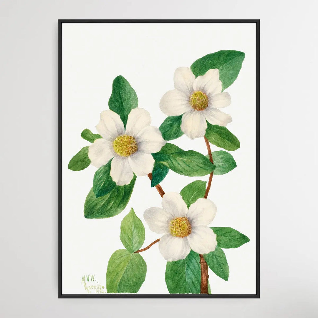 Cornus nuttallii (1933) by Mary Vaux Walcott I Heart Wall Art Australia 