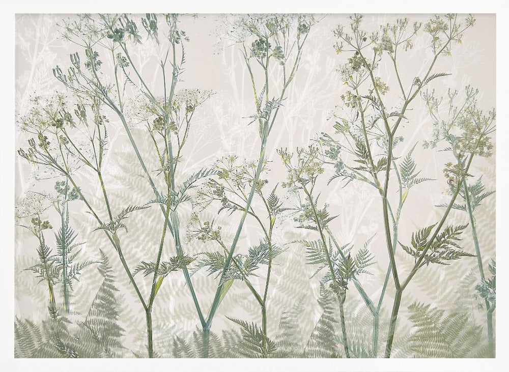 Cow parsley - Stretched Canvas, Poster or Fine Art Print I Heart Wall Art