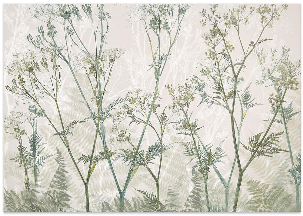 Cow parsley - Stretched Canvas, Poster or Fine Art Print I Heart Wall Art