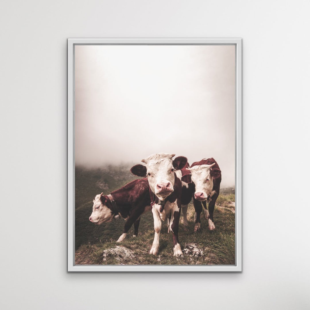 Cows In The Clouds - Brown Photographic Cow Art Print I Heart Wall Art Australia 