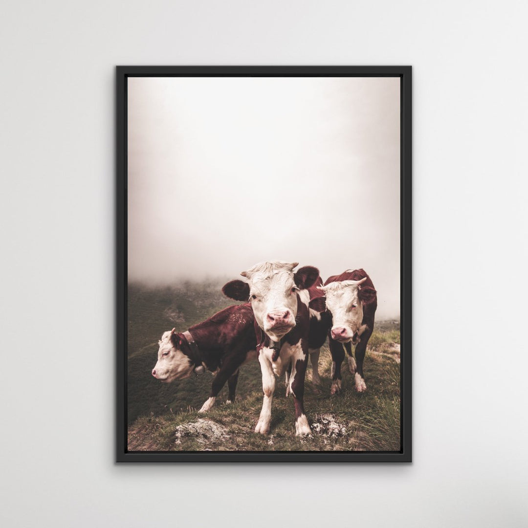 Cows In The Clouds - Brown Photographic Cow Art Print I Heart Wall Art Australia 