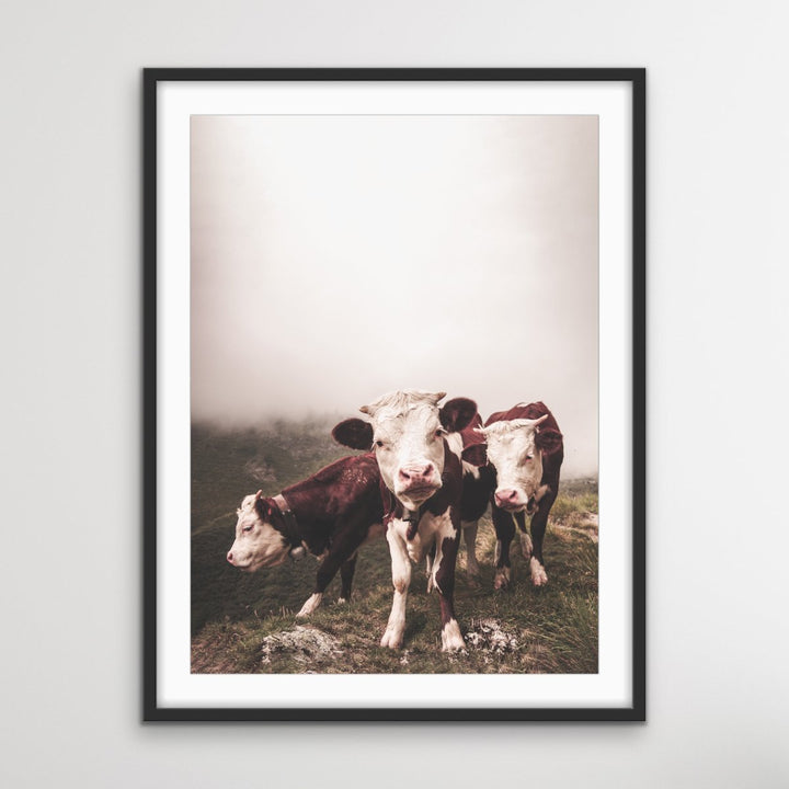 Cows In The Clouds - Brown Photographic Cow Art Print I Heart Wall Art Australia 