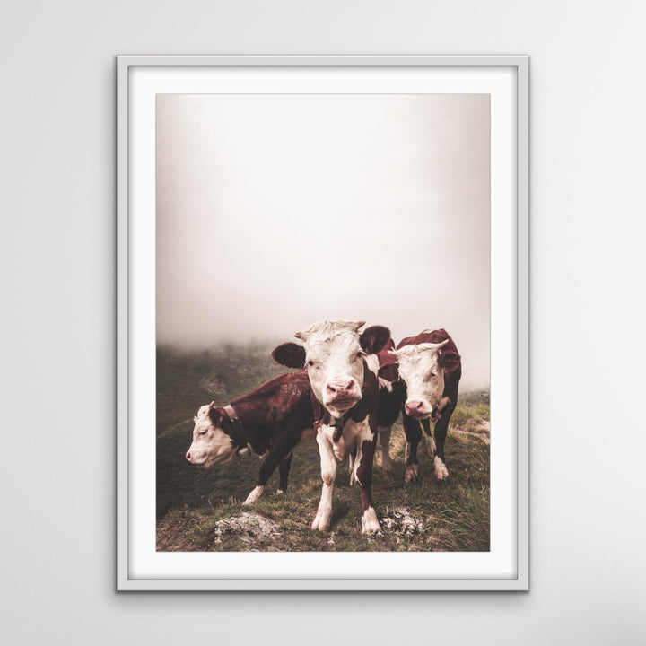 Cows In The Clouds - Brown Photographic Cow Art Print I Heart Wall Art Australia 