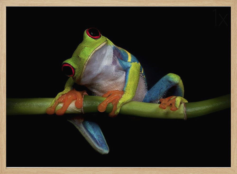 Curiosity - Stretched Canvas, Poster or Fine Art Print I Heart Wall Art