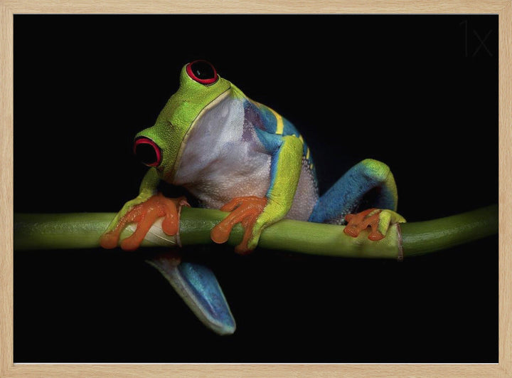 Curiosity - Stretched Canvas, Poster or Fine Art Print I Heart Wall Art