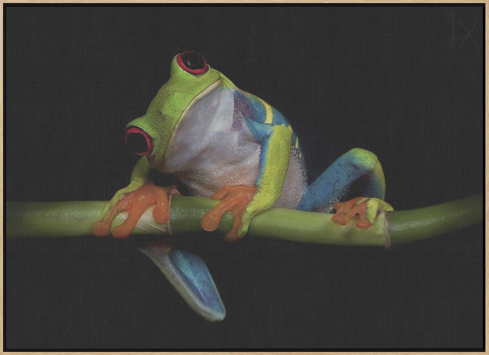 Curiosity - Stretched Canvas, Poster or Fine Art Print I Heart Wall Art