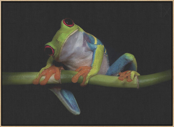 Curiosity - Stretched Canvas, Poster or Fine Art Print I Heart Wall Art