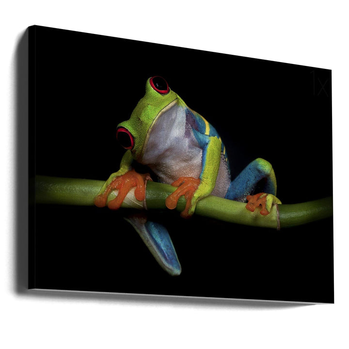 Curiosity - Stretched Canvas, Poster or Fine Art Print I Heart Wall Art