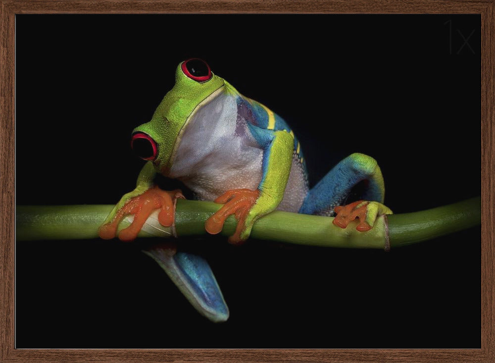 Curiosity - Stretched Canvas, Poster or Fine Art Print I Heart Wall Art