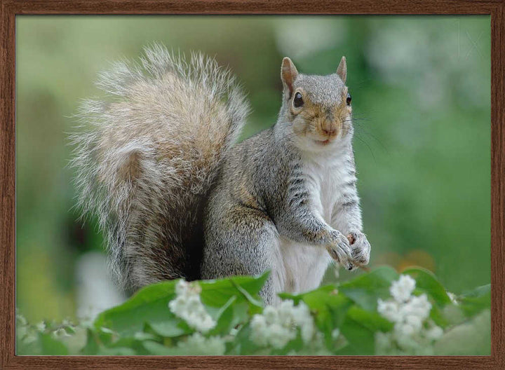 Curious Gray Squirrel - Floral Photographic Stretched Canvas Poster or Fine Art Print