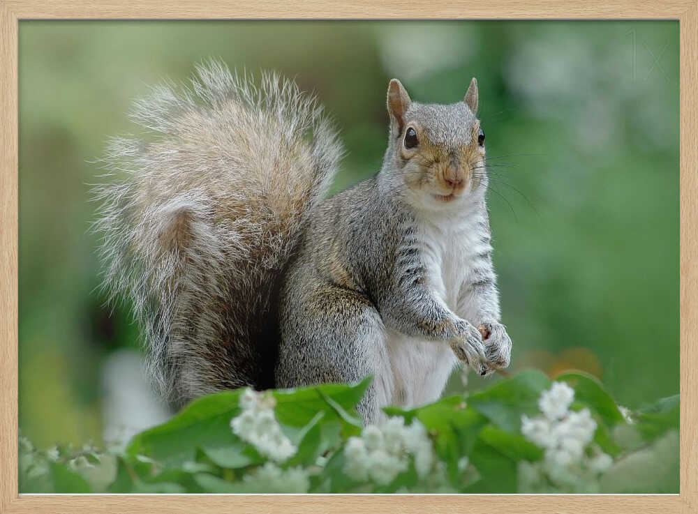 Curious Gray Squirrel - Floral Photographic Stretched Canvas Poster or Fine Art Print