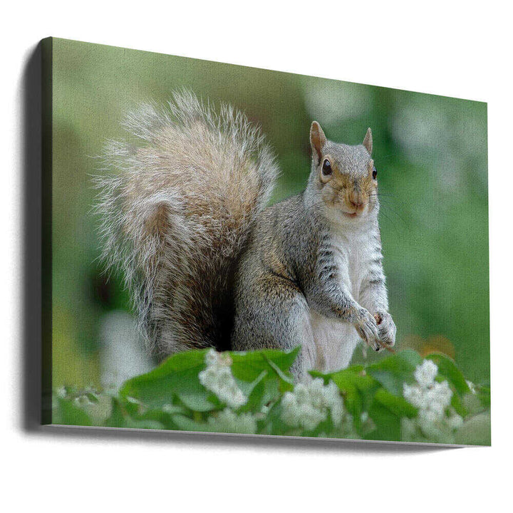 Curious Gray Squirrel - Floral Photographic Stretched Canvas Poster or Fine Art Print