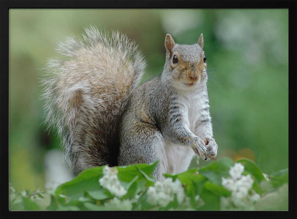 Curious Gray Squirrel - Floral Photographic Stretched Canvas Poster or Fine Art Print