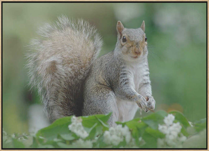Curious Gray Squirrel - Floral Photographic Stretched Canvas Poster or Fine Art Print