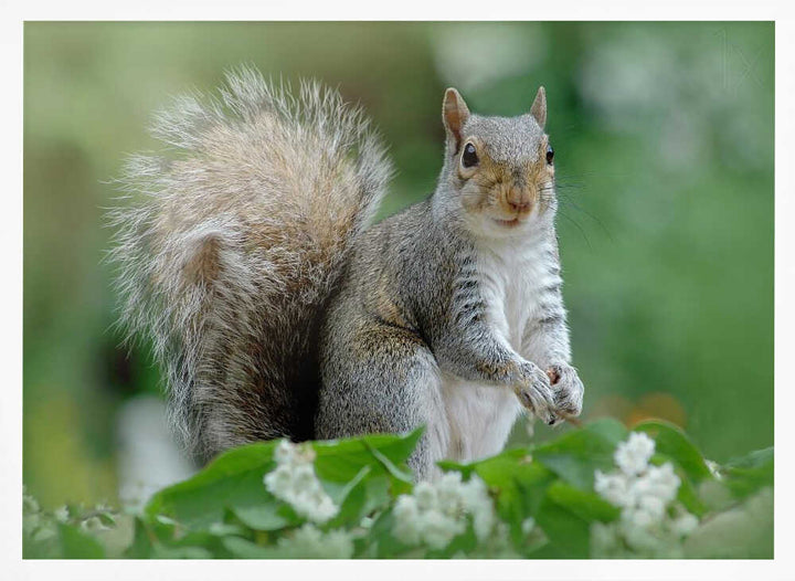 Curious Gray Squirrel - Floral Photographic Stretched Canvas Poster or Fine Art Print