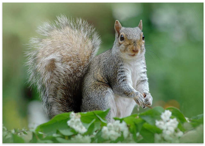 Curious Gray Squirrel - Floral Photographic Stretched Canvas Poster or Fine Art Print
