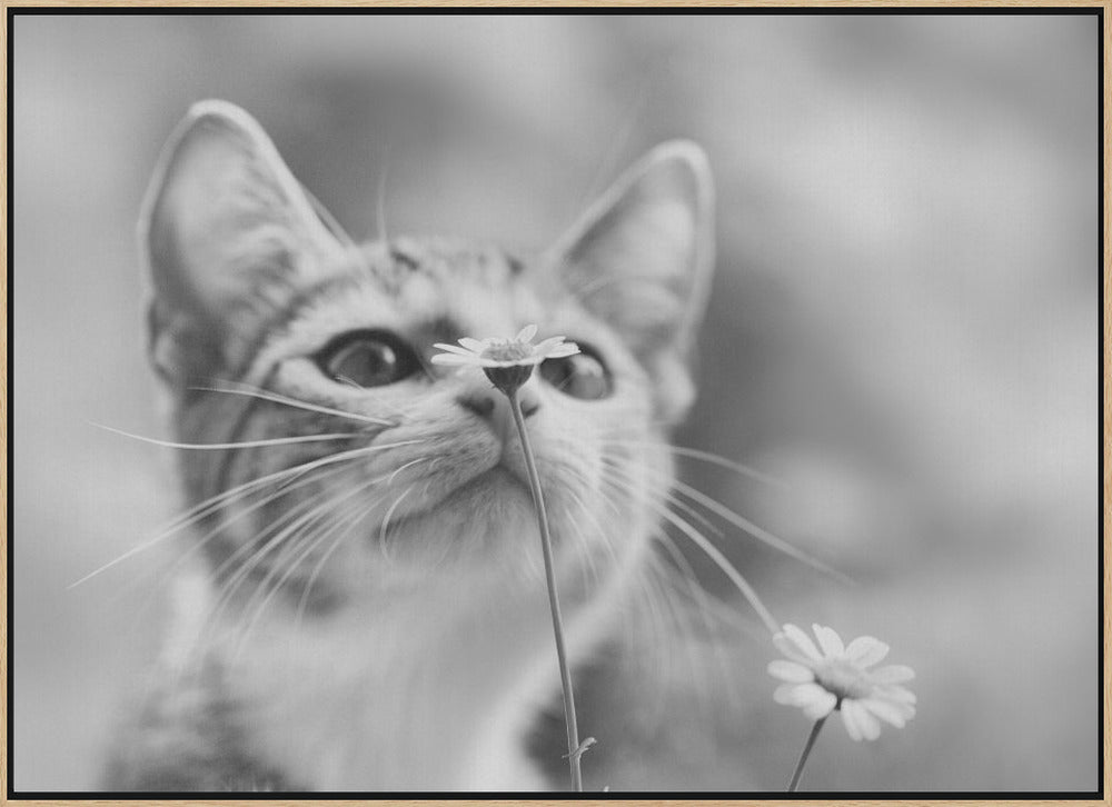 Curious - Stretched Canvas, Poster or Fine Art Print I Heart Wall Art