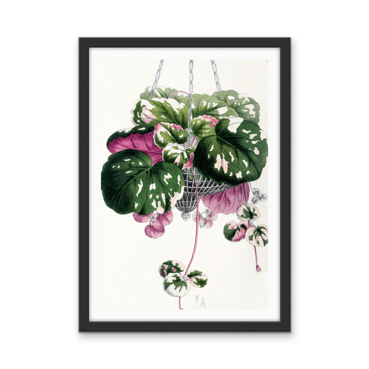 Cyclamen from The Floral Magazine (1861 - 1881) by Worthington G. Smith, John N. Fitch and Walter H. Fitch - Botanical Illustration Stretched Canvas or Wall Art Print - I Heart Wall Art - Poster Print, Canvas Print or Framed Art Print