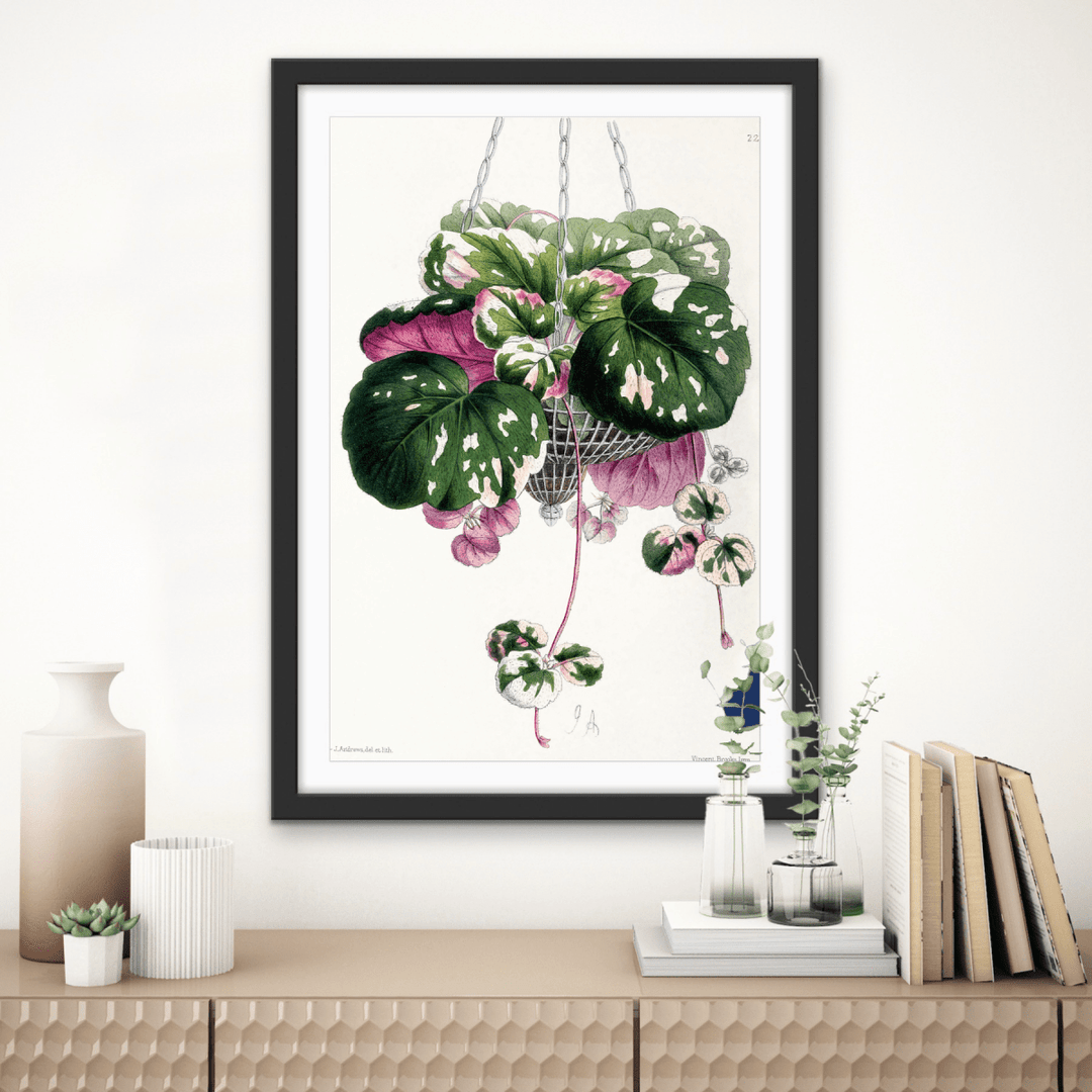 Cyclamen from The Floral Magazine (1861 - 1881) by Worthington G. Smith, John N. Fitch and Walter H. Fitch - Botanical Illustration Stretched Canvas or Wall Art Print - I Heart Wall Art - Poster Print, Canvas Print or Framed Art Print