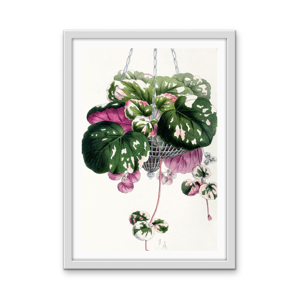 Cyclamen from The Floral Magazine (1861 - 1881) by Worthington G. Smith, John N. Fitch and Walter H. Fitch - Botanical Illustration Stretched Canvas or Wall Art Print - I Heart Wall Art - Poster Print, Canvas Print or Framed Art Print