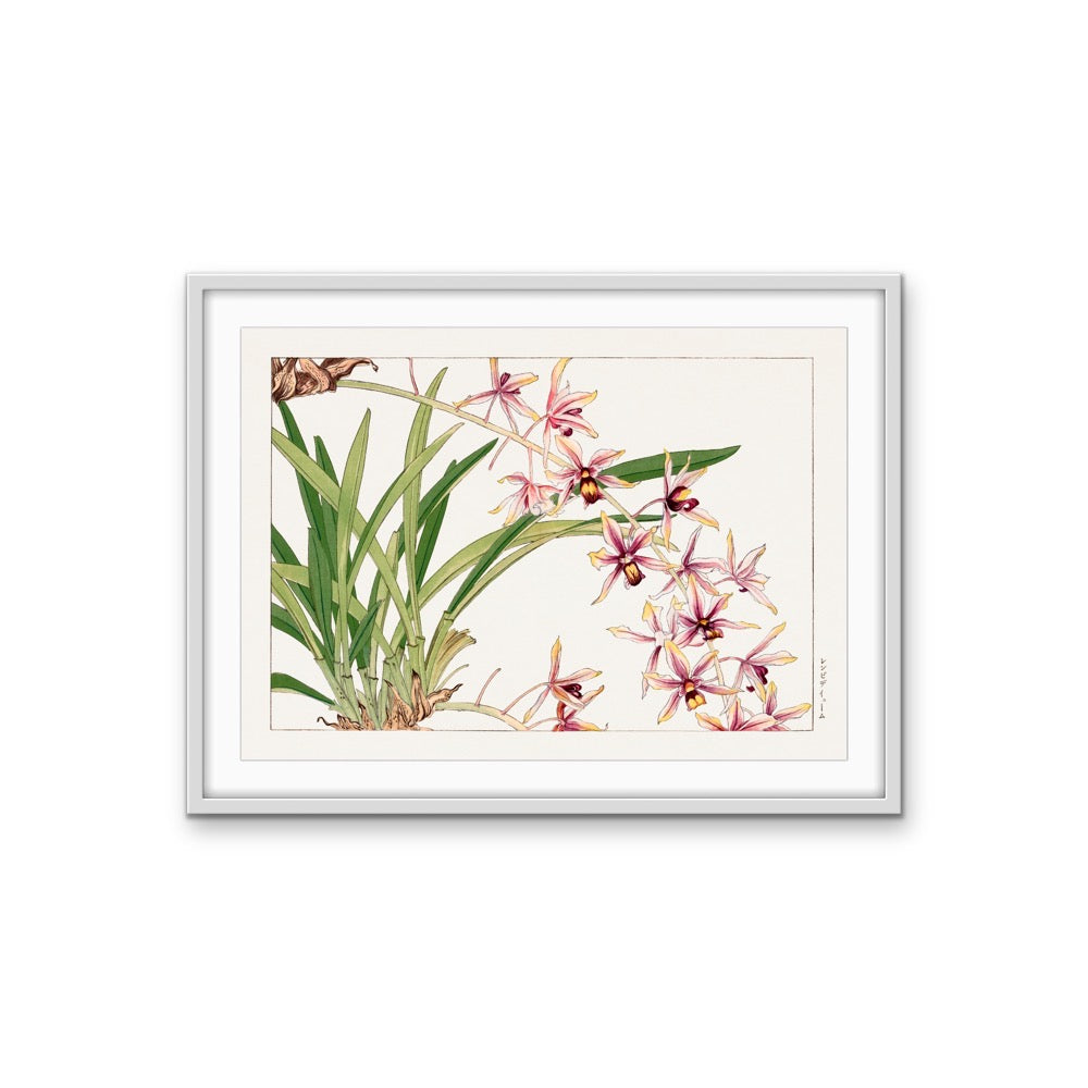 Cymbidium orchid - Vintage Japanese Woodblock Art, Stretched Canvas, Wall Art Print I Heart Wall Art Australia