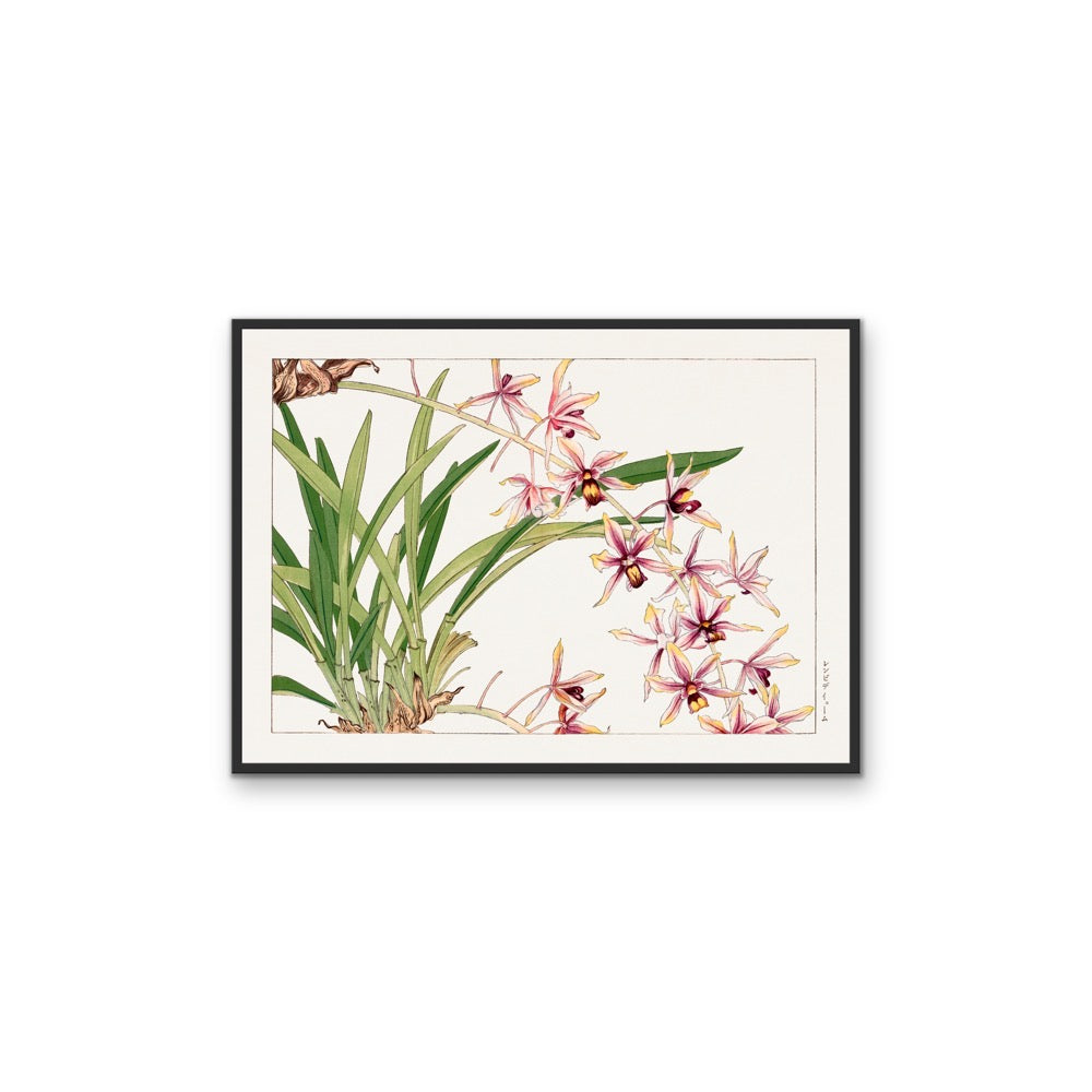 Cymbidium orchid - Vintage Japanese Woodblock Art, Stretched Canvas, Wall Art Print I Heart Wall Art Australia
