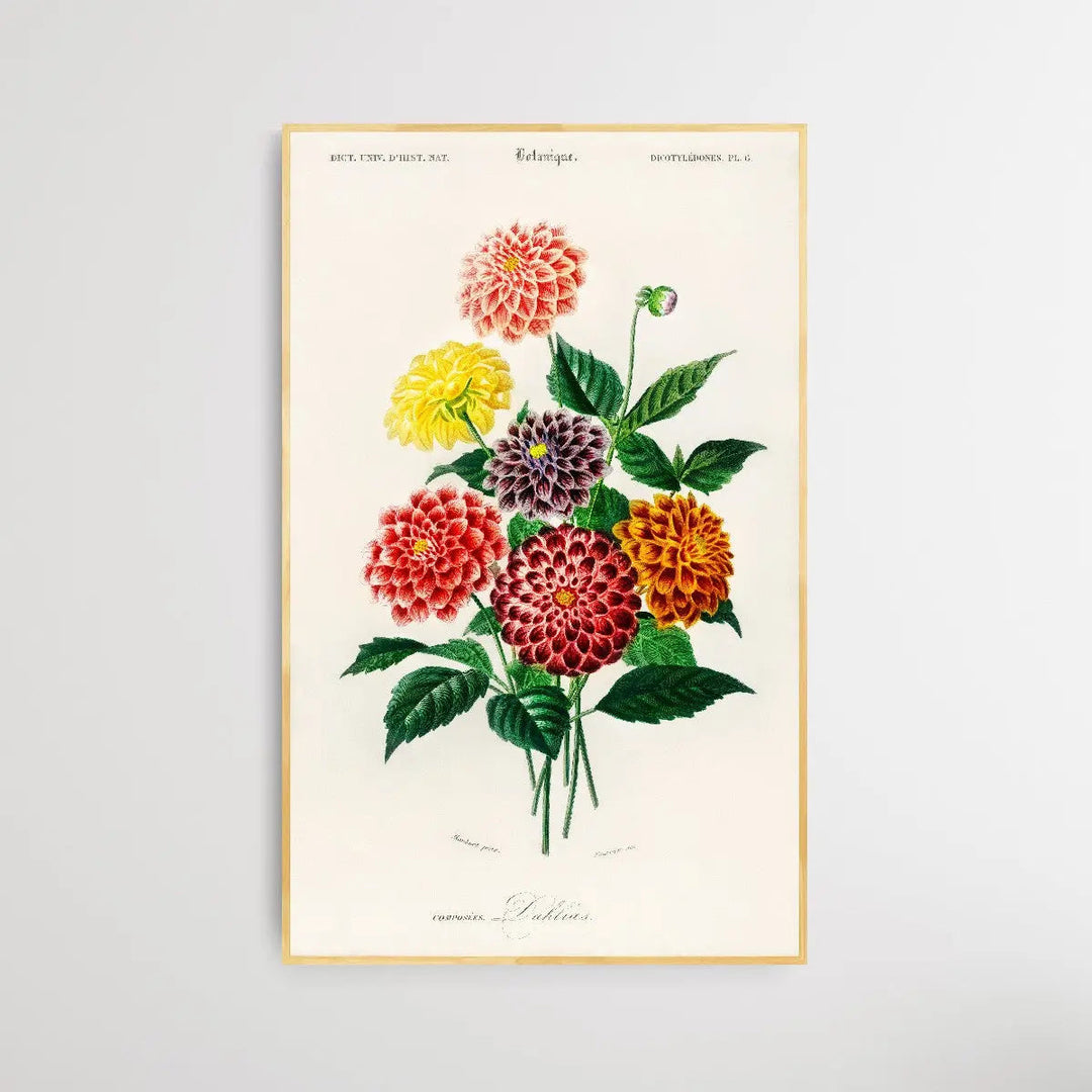 Dahlia by Charles Dessalines D&