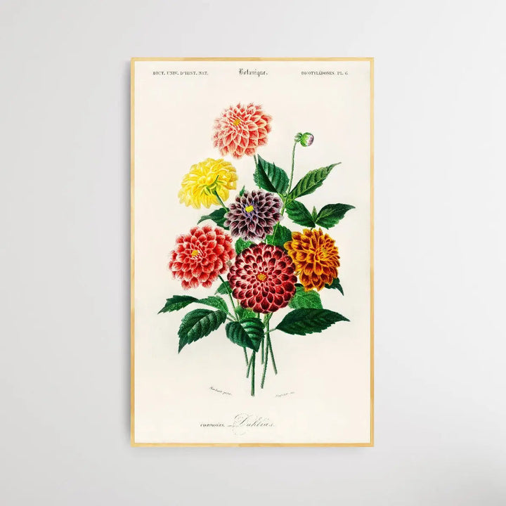 Dahlia by Charles Dessalines D&