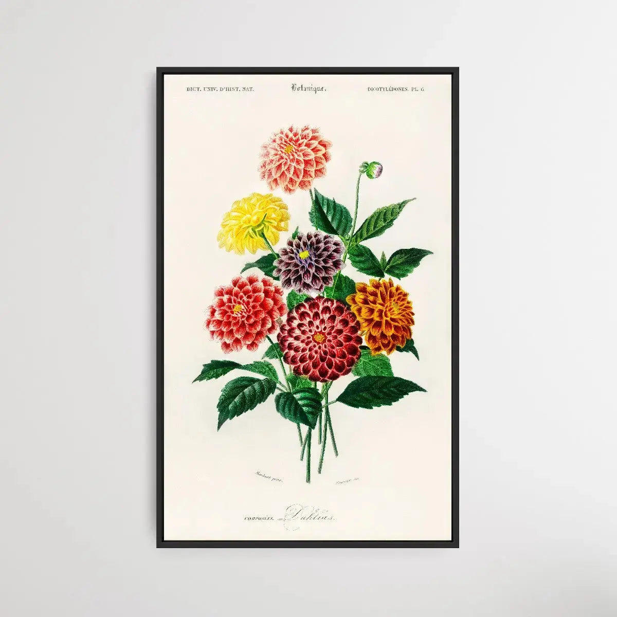 Dahlia by Charles Dessalines D' Orbigny (1806-1876) - I Heart Wall Art