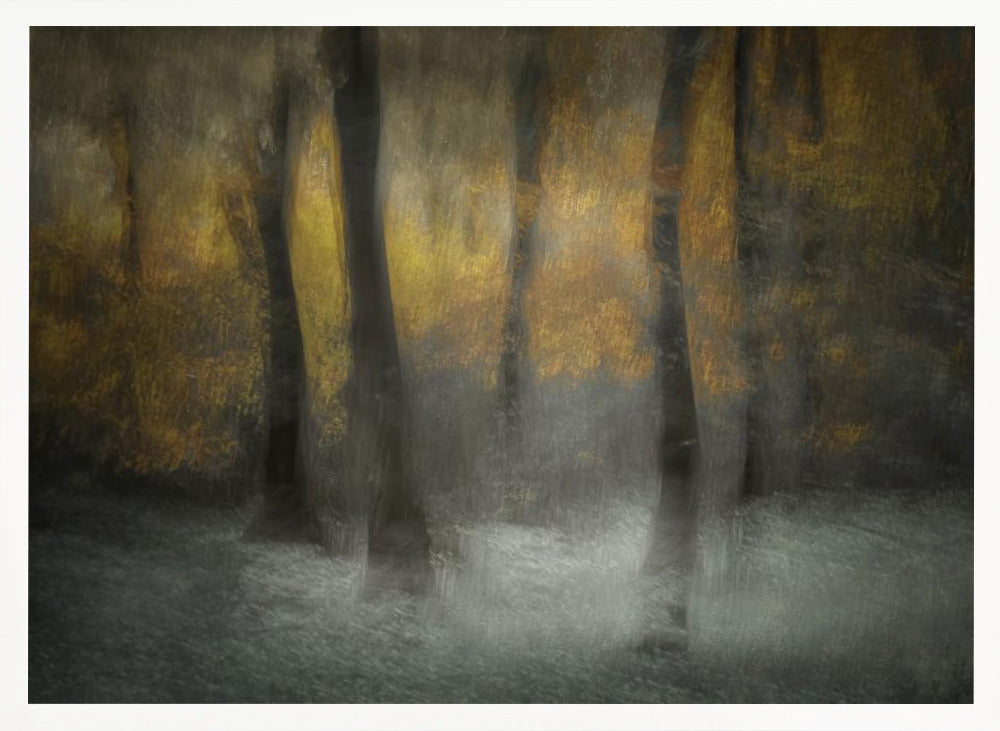 Dancing Trees - Stretched Canvas, Poster or Fine Art Print I Heart Wall Art