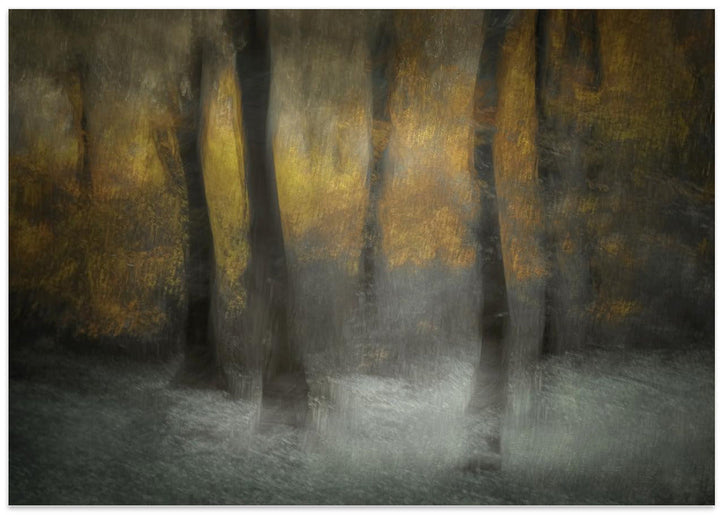 Dancing Trees - Stretched Canvas, Poster or Fine Art Print I Heart Wall Art