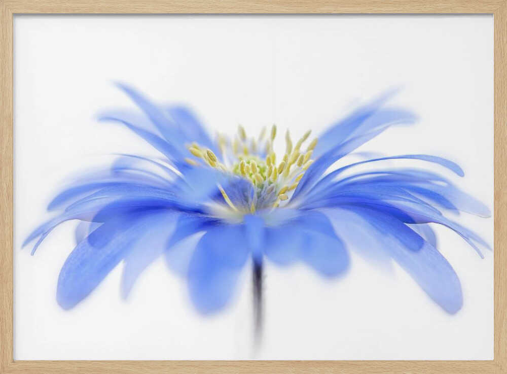 Delicate Blue Flower - Floral Photographic Stretched Canvas Poster or Fine Art Print