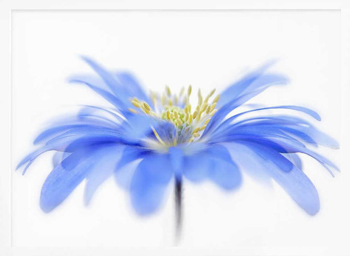 Delicate Blue Flower - Floral Photographic Stretched Canvas Poster or Fine Art Print