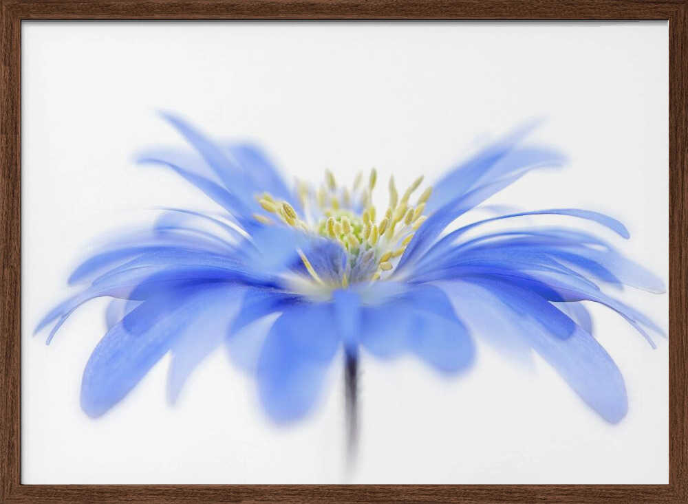 Delicate Blue Flower - Floral Photographic Stretched Canvas Poster or Fine Art Print