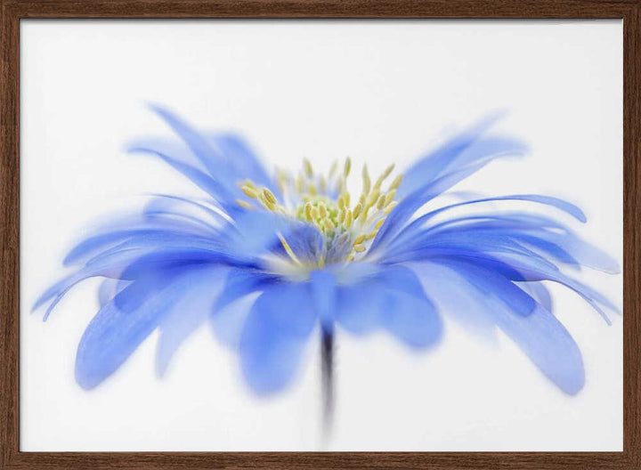 Delicate Blue Flower - Floral Photographic Stretched Canvas Poster or Fine Art Print