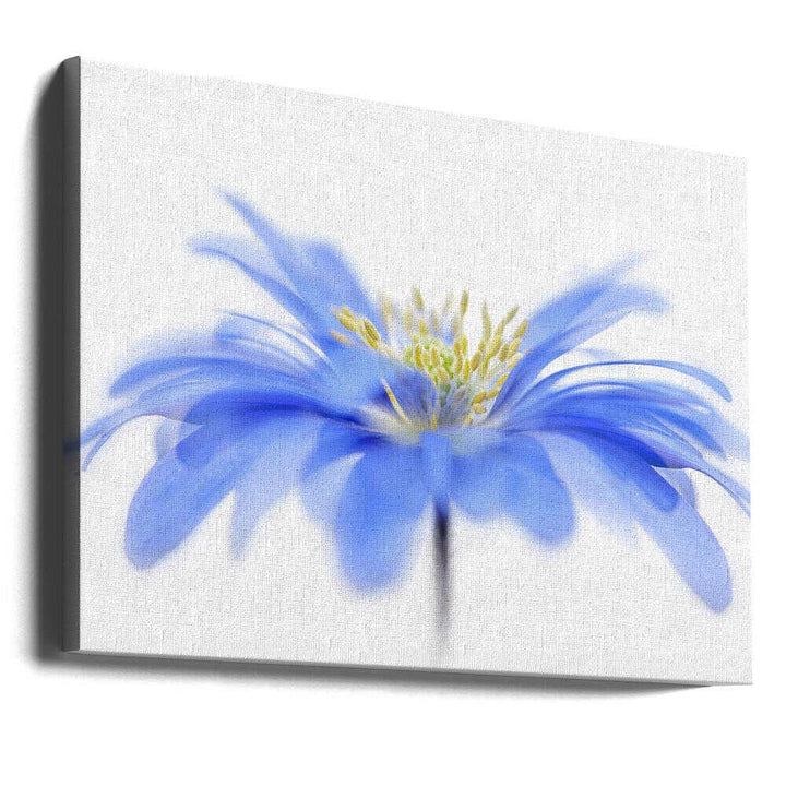 Delicate Blue Flower - Floral Photographic Stretched Canvas Poster or Fine Art Print
