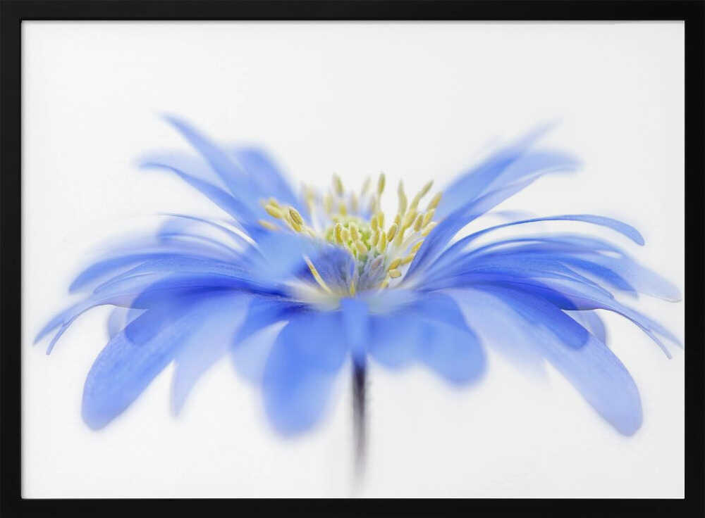 Delicate Blue Flower - Floral Photographic Stretched Canvas Poster or Fine Art Print
