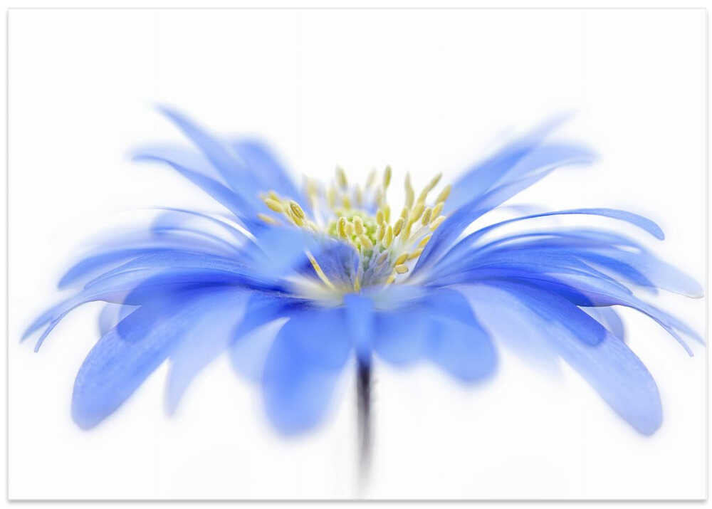 Delicate Blue Flower - Floral Photographic Stretched Canvas Poster or Fine Art Print