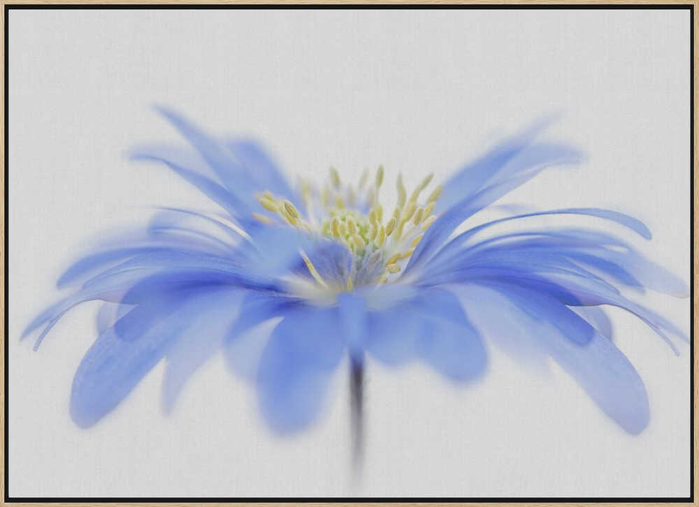Delicate Blue Flower - Floral Photographic Stretched Canvas Poster or Fine Art Print