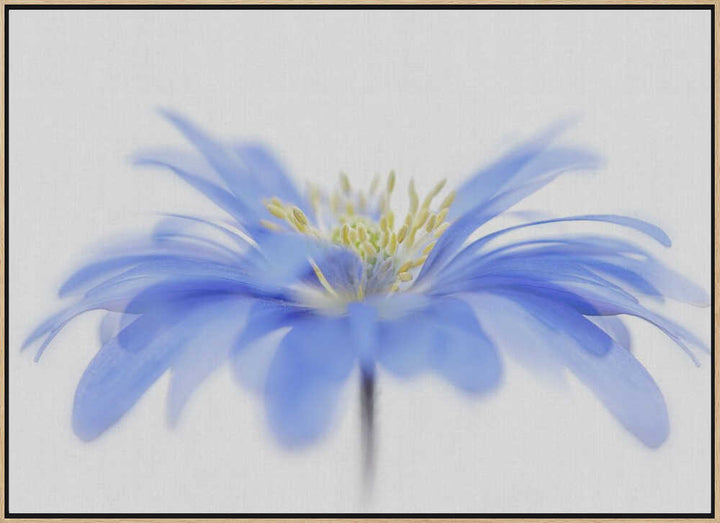 Delicate Blue Flower - Floral Photographic Stretched Canvas Poster or Fine Art Print