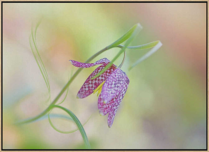 Delicate Checkered Flower - Floral Photographic Stretched Canvas Poster or Fine Art Print