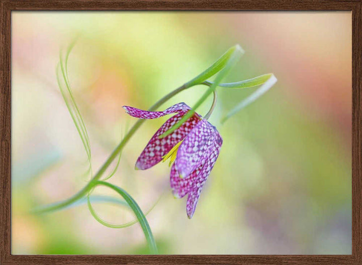 Delicate Checkered Flower - Floral Photographic Stretched Canvas Poster or Fine Art Print