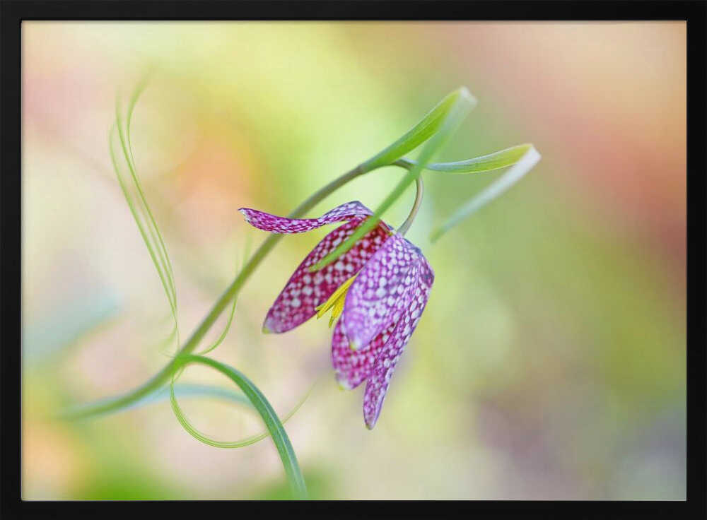 Delicate Checkered Flower - Floral Photographic Stretched Canvas Poster or Fine Art Print