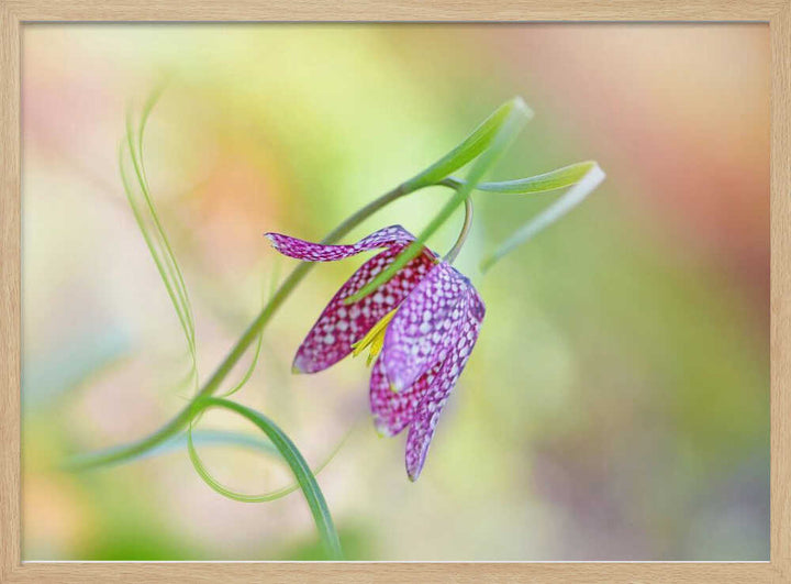 Delicate Checkered Flower - Floral Photographic Stretched Canvas Poster or Fine Art Print